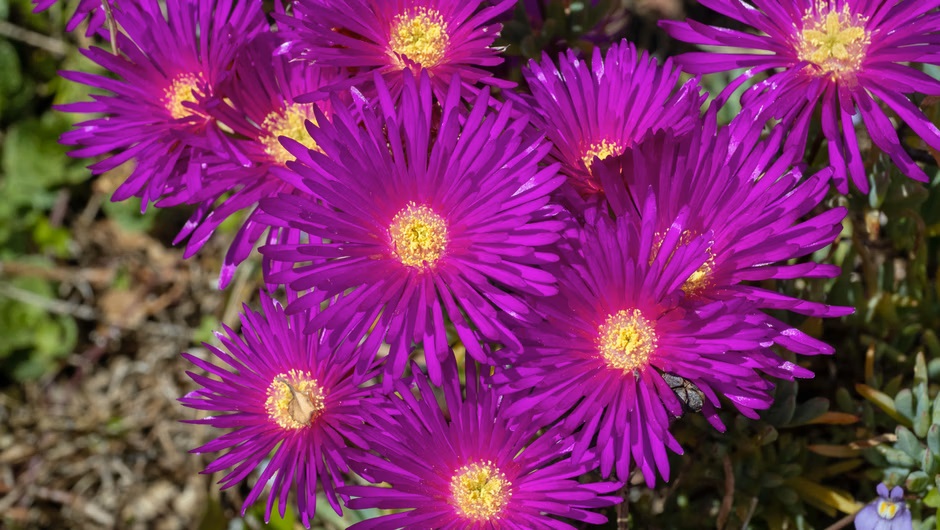 Pflanzen Sie sie anstelle von Geranien. Sie erfreut mit ihren Farben und blüht bis zu einem halben Jahr lang.