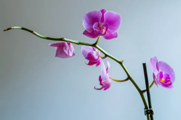 Ist es notwendig, den Stiel der Orchidee zu schneiden, wenn die Blumen gefallen sind? Was tun für eine bessere Blüte 