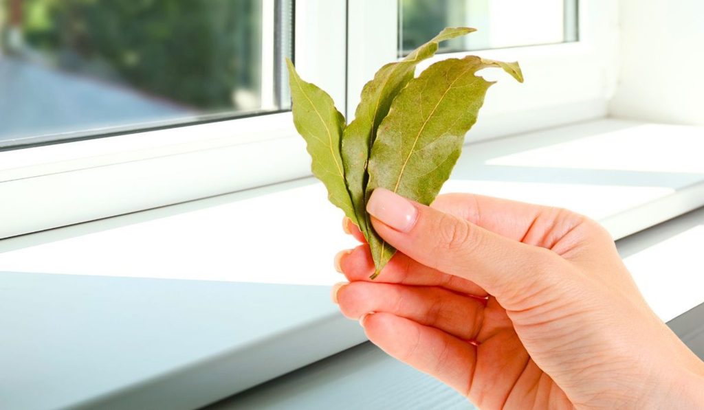 Körfez yaprağını alın ve pencereye yerleştirin. Ortak sorun bir kez ve herkes için kaybolacaktır. 