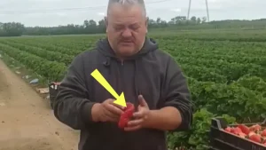 Gärtner aus Rumänien zeigte Erdbeeren. Die Tschechen fragen sich