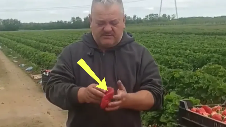 Gärtner aus Rumänien zeigte Erdbeeren. Die Tschechen fragen sich 