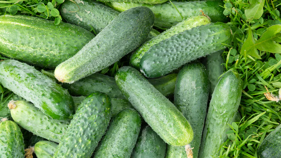 Ich habe etwas Leckeres in die Erde gegeben – jetzt wachsen die Gurken schneller.