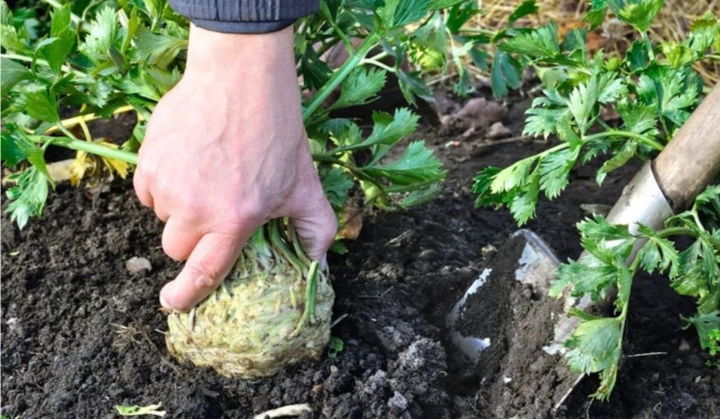Kereviz kök salması için ne yapmalı? Yetiştirme kuralları