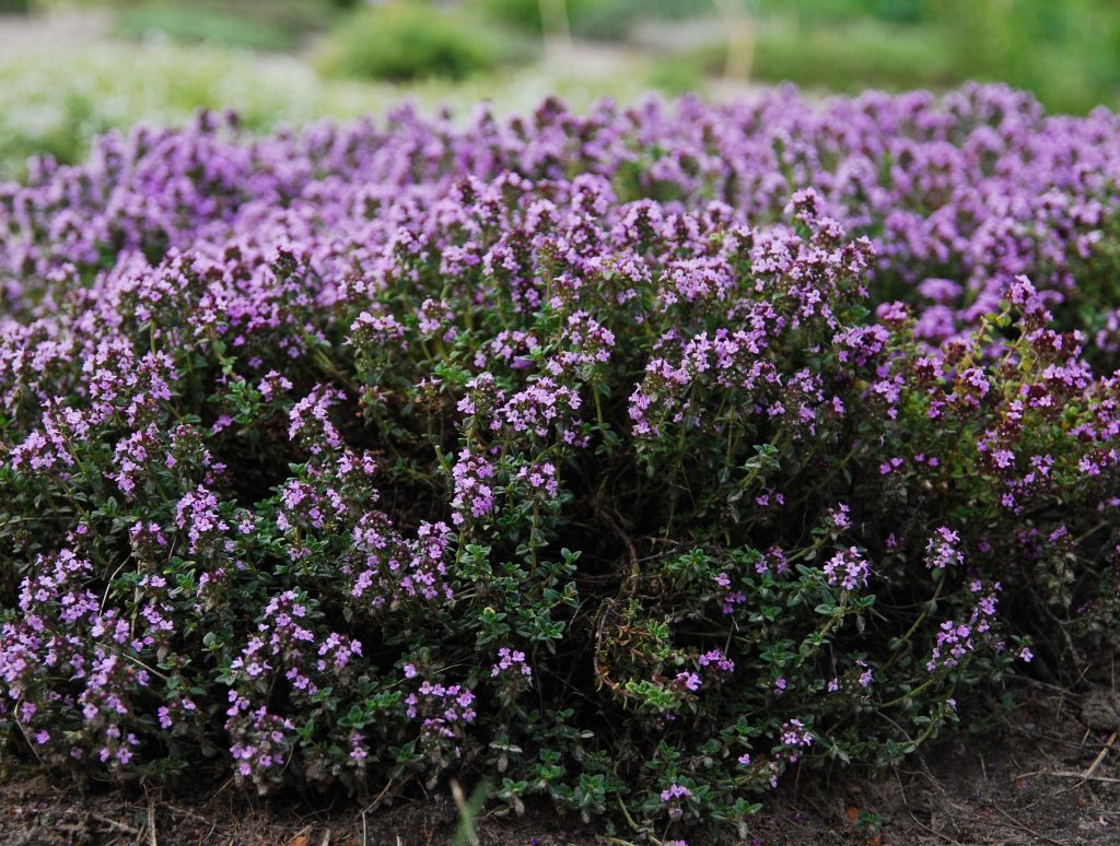 Rosmarin, Thymian und Lavendel wachsen besser, wenn Sie dem Boden 1 Element hinzufügen
