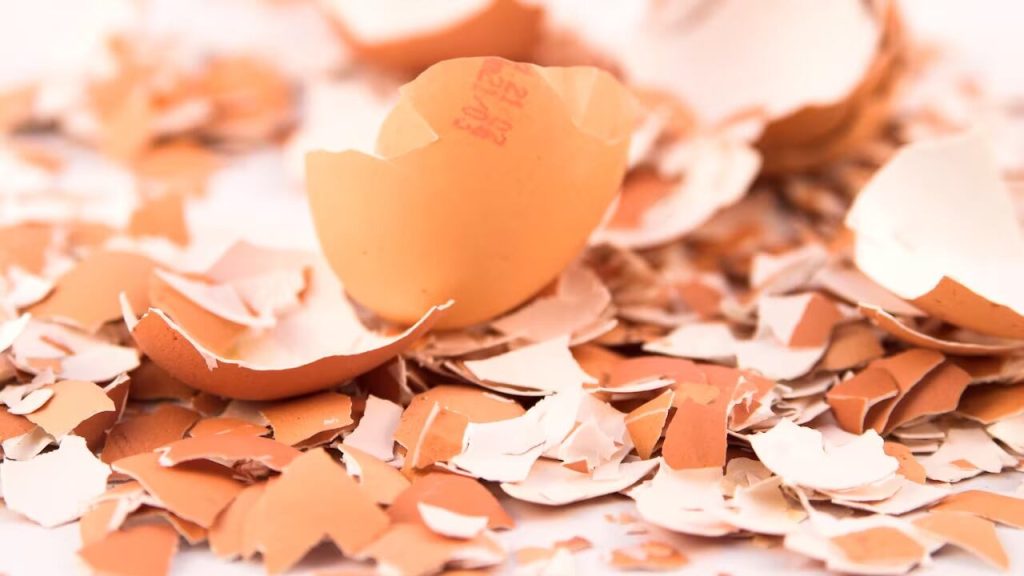 Ja, aber nein. Eierschalen und Zitrone: Sind sie für Pflanzen wirklich vorteilhaft?