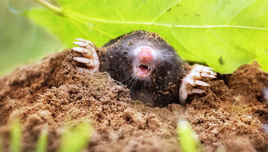 Die Maulwürfe werden einer nach dem anderen aus dem Garten springen. Pflanzen Sie es einfach ein.