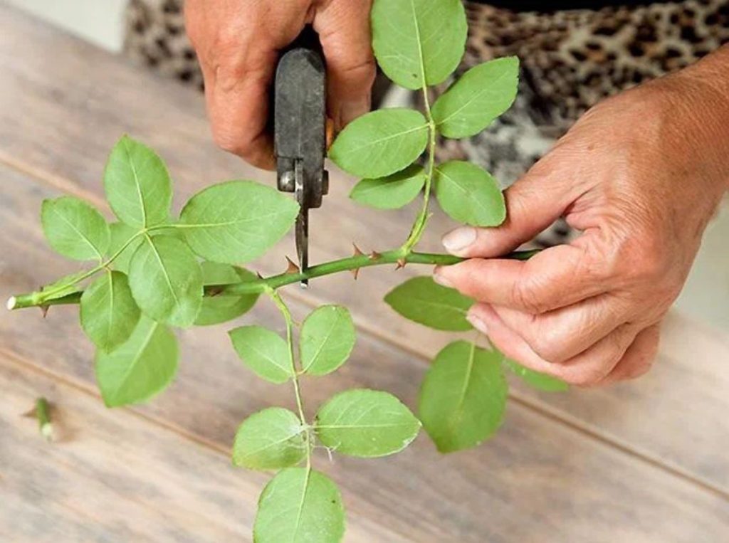 Haziran ayında gülleri çoğaltmak için ne yapmalı, çalılar bol çiçek açsın? Sadece gerçek gül üreticilerinin bildiği püf noktası