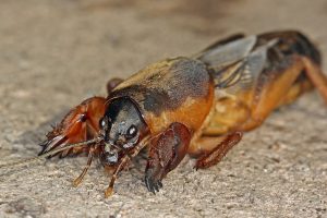 Uzunluk 10 cm'ye kadar ulaşır. Bahçede bir şey fark ettiğinizde tepki ver