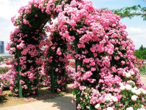 Pergola üzerinde kıvırcık gül. İşte romantik köşeler nasıl oluşturulacağınız aşağıda açıklanmıştır.