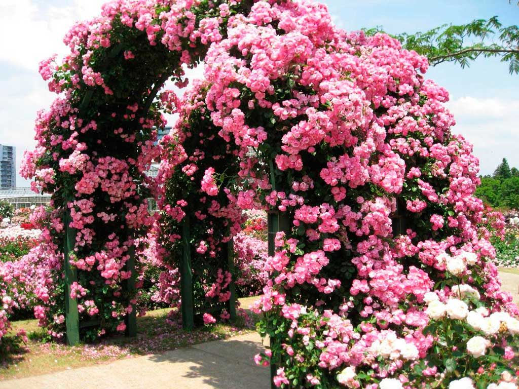Pergola üzerinde kıvırcık gül. İşte romantik köşeler nasıl oluşturulacağınız aşağıda açıklanmıştır. 