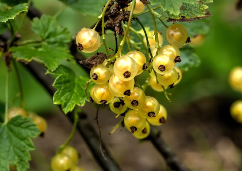 Wie kann man sicherstellen, dass Johannisbeere mehr Obst haben? Verwenden Sie diesen natürlichen Dünger seit Beginn der Saison.