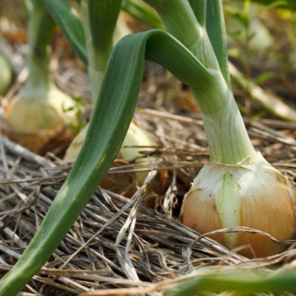 Reinigen Sie sie und werfen Sie die Zwiebel im Garten herum. Die Ernte wird himmlisch sein.