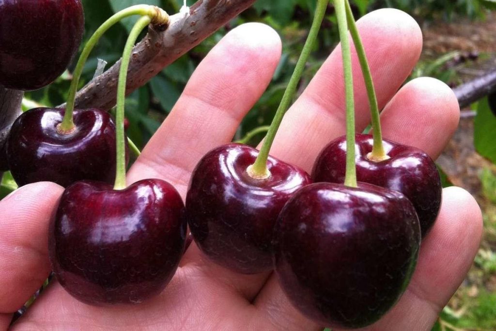 Eine vitaminreiche Frucht, die alle Knochen stärkt und Muskelschmerzen lindert.