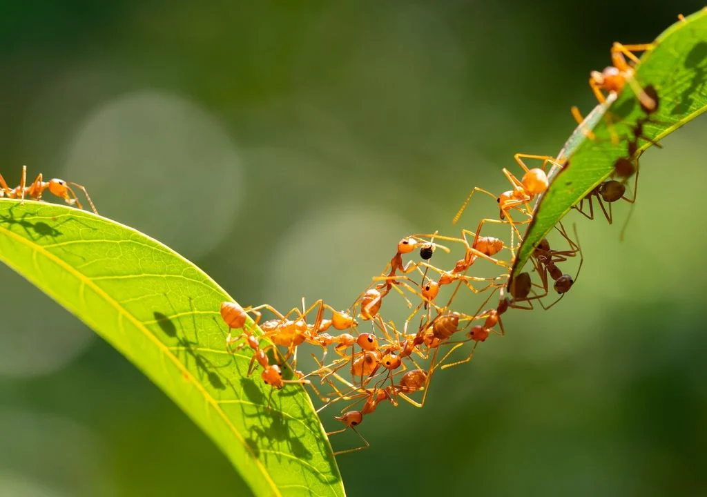 Wie man Kochsalz zur schnellen Vernichtung von Ameisen ohne Insektizide verwendet