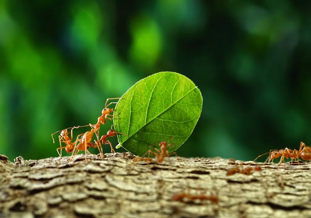 Wie man Kochsalz zur schnellen Vernichtung von Ameisen ohne Insektizide verwendet