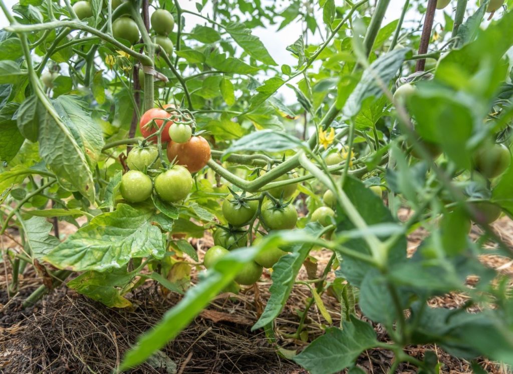 Tomaten ohne Chemikalien - gesunde und reichhaltige Ernte. Ökologische Düngemittel und Sprays