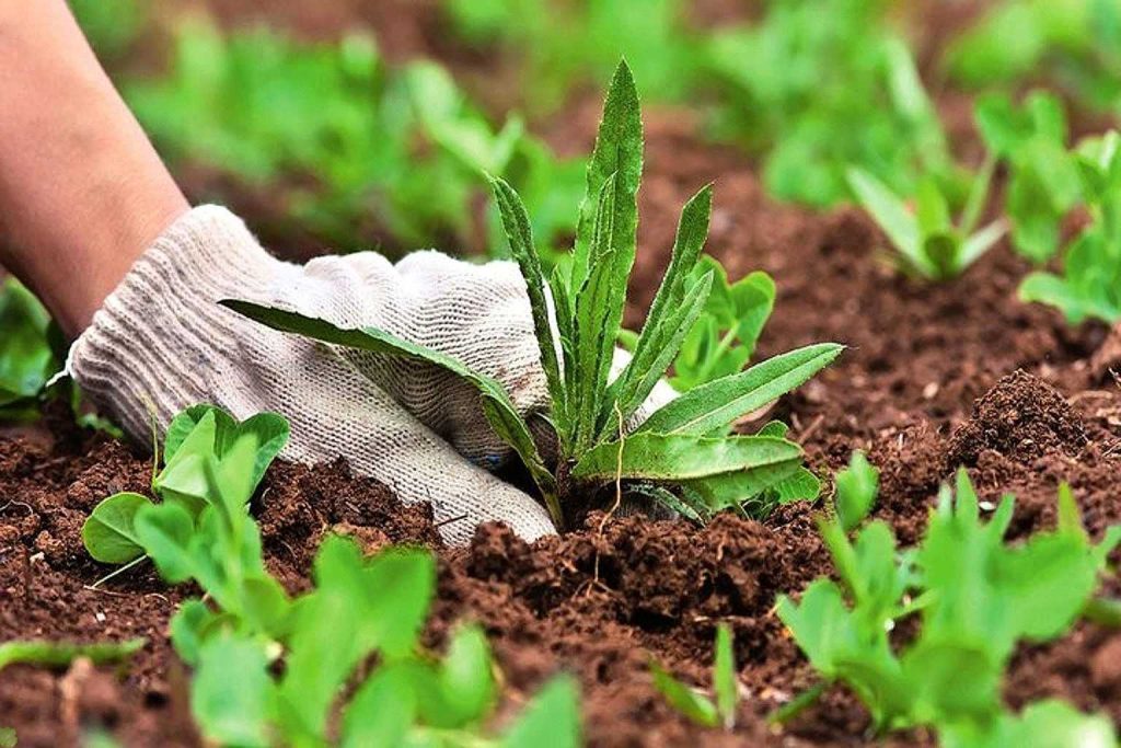 Bahçıvanlar tavsiyede bulunuyor: Yabani otlar, tek bir yöntemle sulanırsa yok olur ve bir daha asla ortaya çıkmaz.
