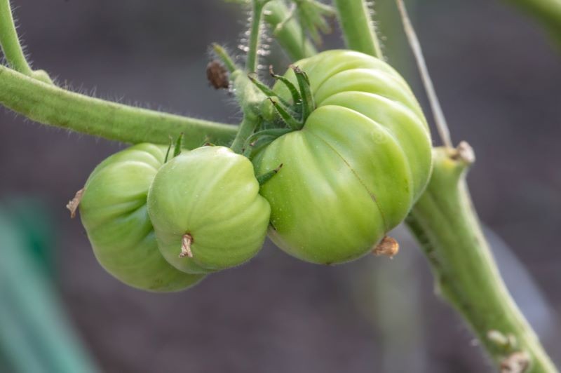 Ab dem 26. Mai gebe ich Soda auf Tomaten - Ernte wächst als Panzer: 11–13 kg Früchte aus jedem Strauch 