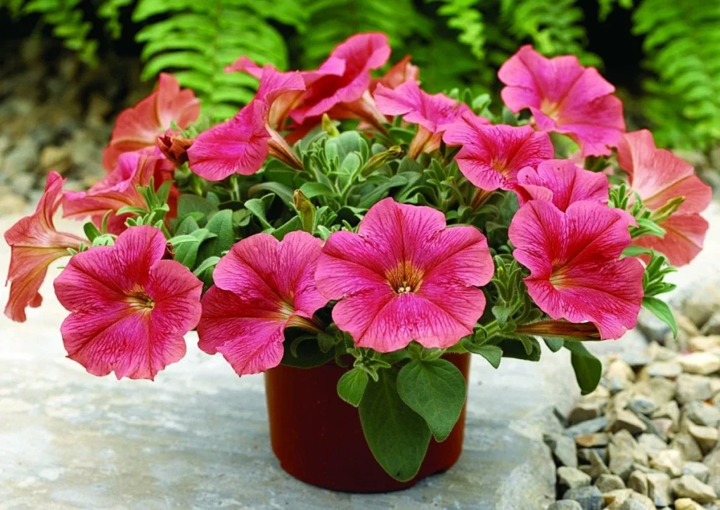 Petunia wird schnell wachsen. Bereiten Sie sie vor 