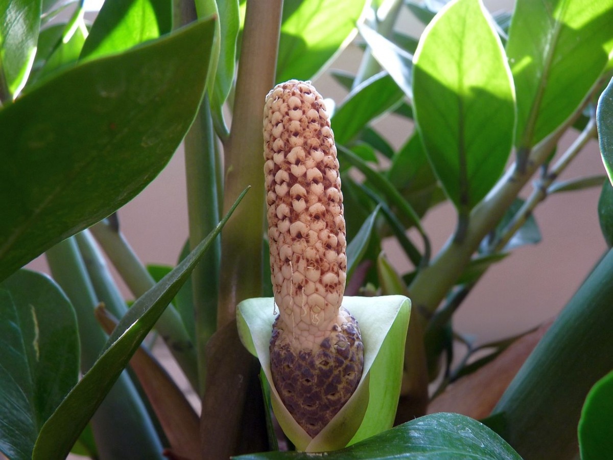 2 tableti suda ezip karıştırdım – zamioculcas sanki yeniden canlandı: her yumrudan 10 dal çıktı.