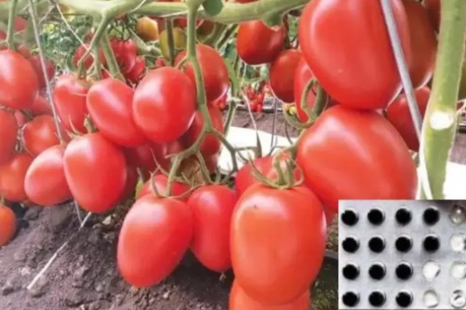 Ich warf eine schwarze Tablette - Gurken und Tomaten sind als Rasse gewachsen: Die Ernte ist "Großhandel" 