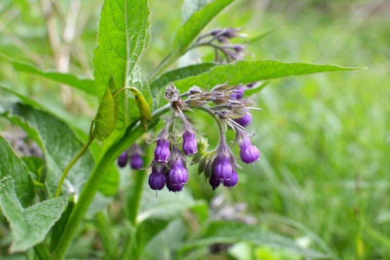 Pflanzen Sie um Obstbäume. Es schützt den Boden vor dem Austrocknen und fungiert als natürlicher Dünger.