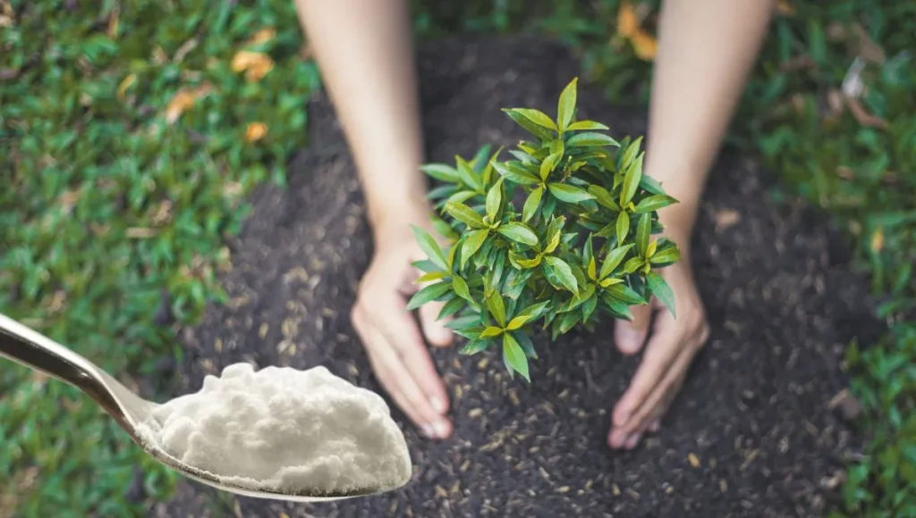 Trick mit Backpulver von Gärtnern, um Pflanzen zu helfen, gesund und stark zu werden