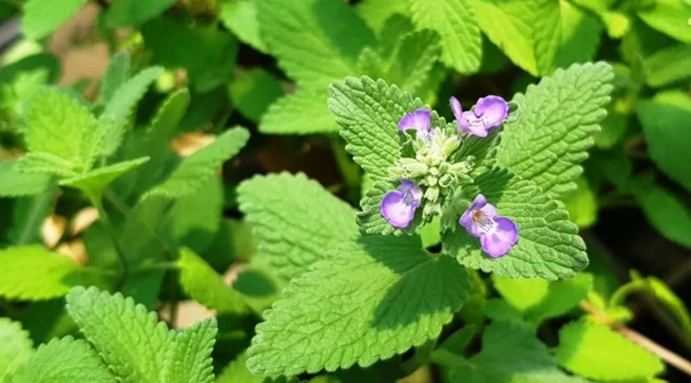 Mole wird nacheinander aus dem Garten springen. Platzieren Sie es einfach.