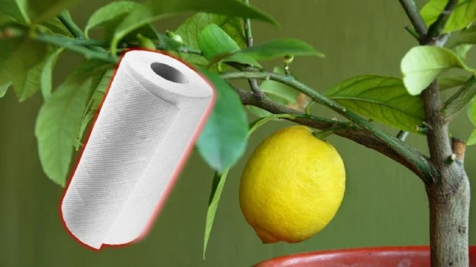 Sadece 1 limon ve kağıt havlu kullanarak 4 haftada limon ağacı yetiştirme