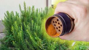Wie man Zimt benutzt, um in der letzten Maiwoche Rosmarin stark und gesund zu machen