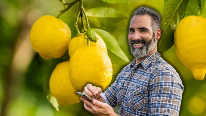 Bu basit profesyonel püf noktasıyla limon ağacının bolca meyve vermesini nasıl sağlayabilirsiniz?