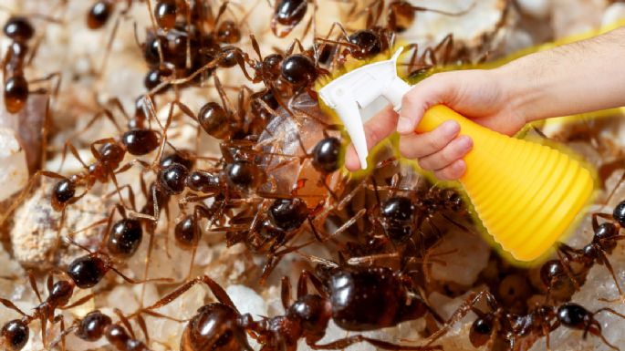 Effektive Möglichkeiten zur natürlichen Entfernung von Anthill in Ihrem Garten 