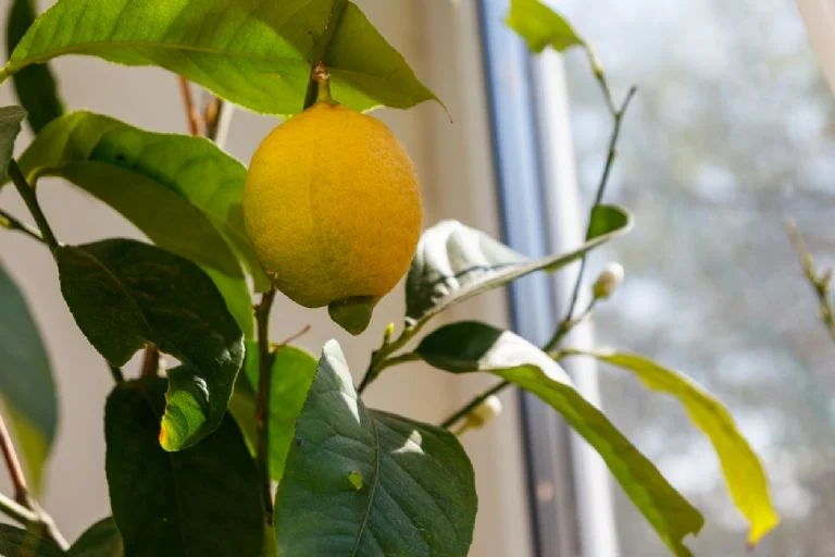 Sadece 1 limon ve kağıt havlu kullanarak 4 haftada limon ağacı yetiştirme