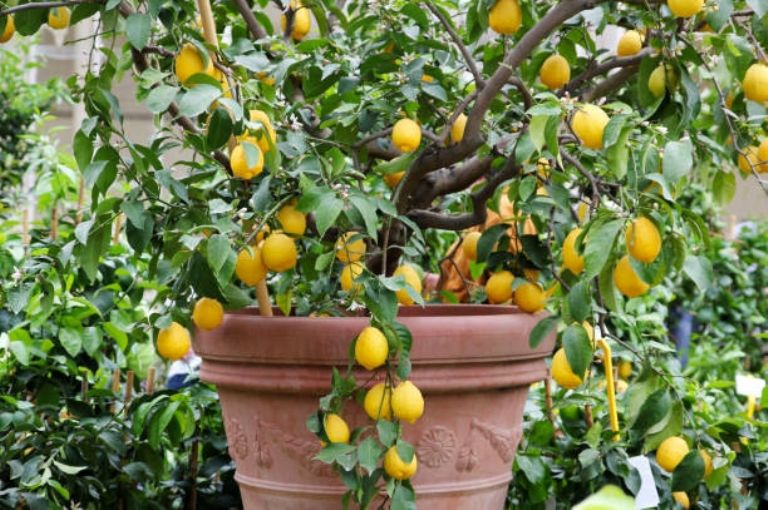 Bu basit profesyonel püf noktasıyla limon ağacının bolca meyve vermesini nasıl sağlayabilirsiniz?