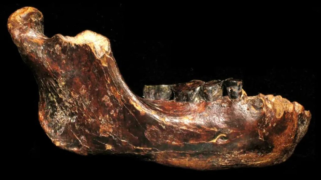 Schockierende Entdeckung: Fossil auf dem Meeresgrund gefunden und als von einer ausgestorbenen Menschenart stammend bestätigt