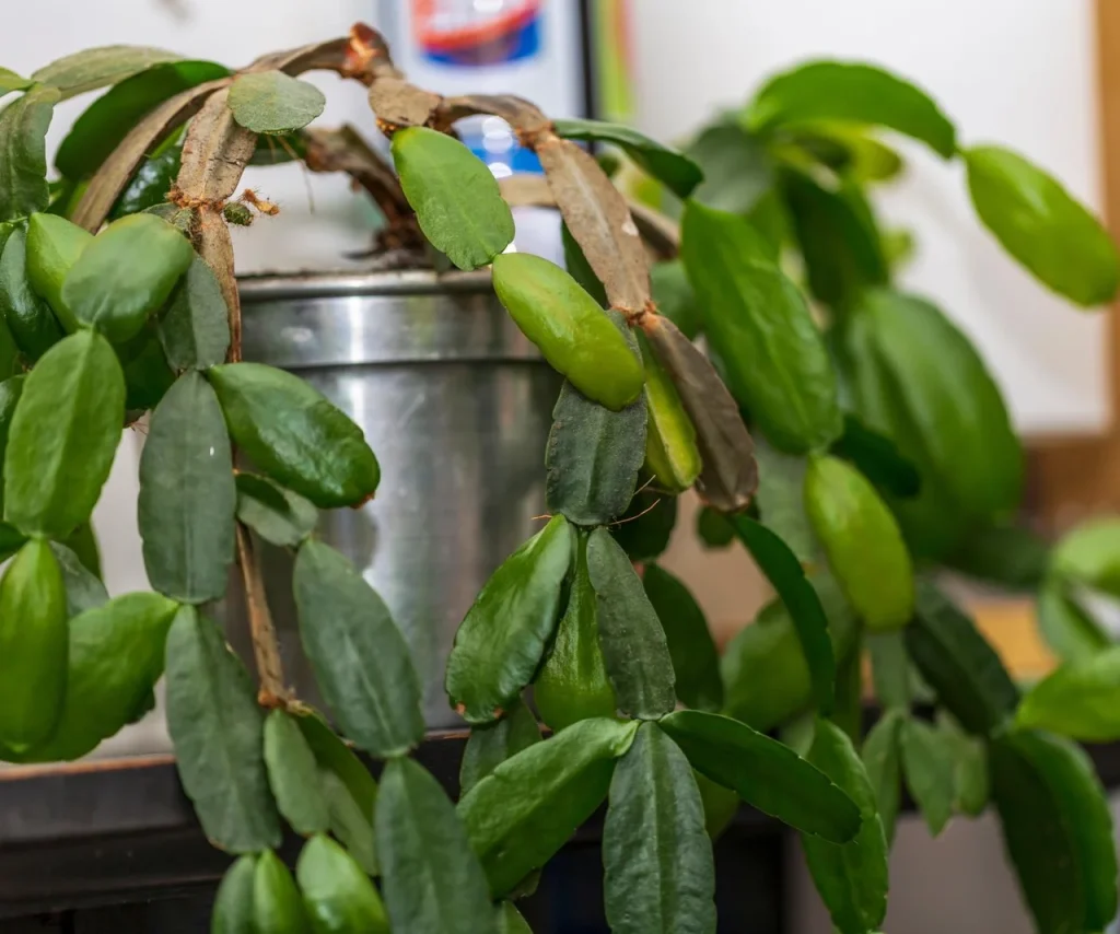 Ohne ihn blüht der Klumpen im Winter nicht. Bewässern Sie es den ganzen Sommer über mit einer Mischung aus Wasser und Dünger, und im November wird der Klee mit Blumen bedeckt. Hausdünger für den Sommerklumpen für den Sommer von einem Fachmann 