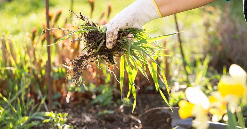4 Die effektivsten Herbizide in Heimat: Sie können mit Unkraut fertig werden 