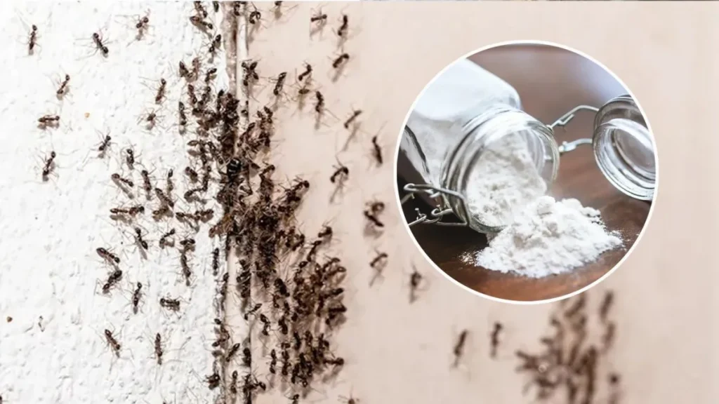 Heiminsektizid basierend auf zwei Komponenten, die Ameisen auf einfache und effektive Weise abtöten. 
