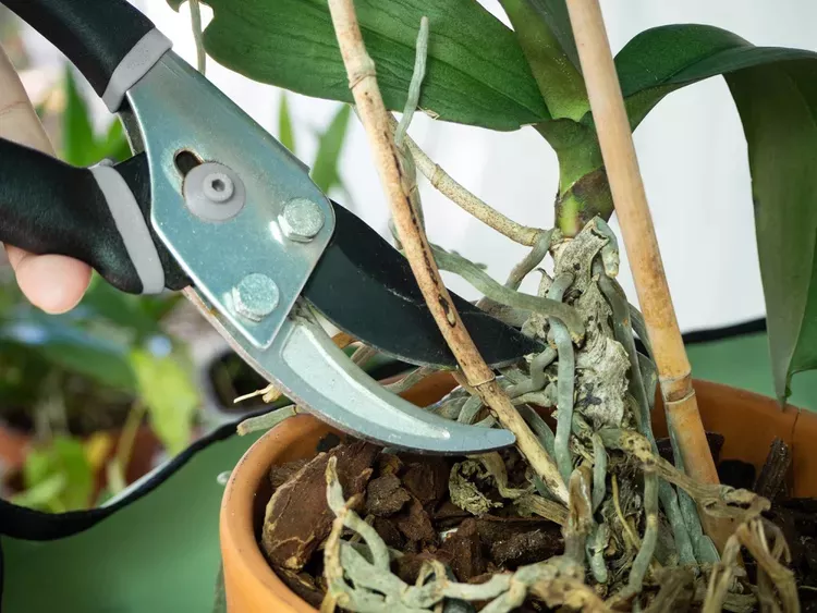 Ist es notwendig, den Stiel der Orchidee zu schneiden, wenn die Blumen gefallen sind? Was tun für eine bessere Blüte