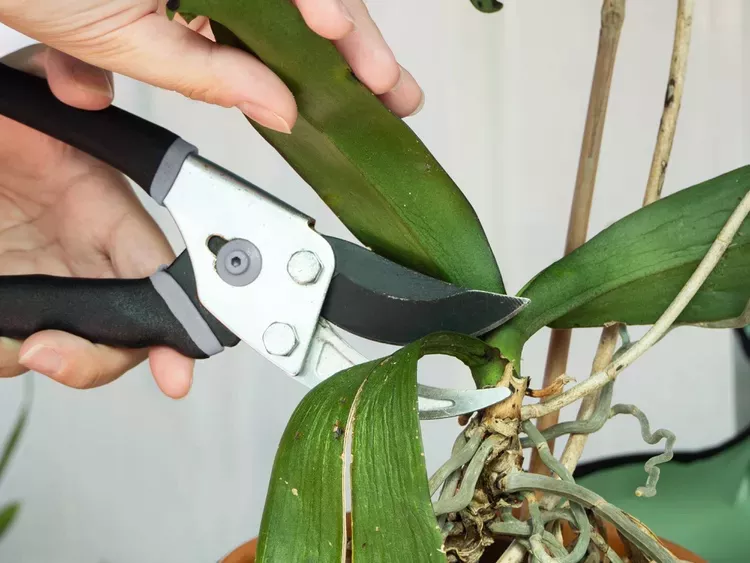 Ist es notwendig, den Stiel der Orchidee zu schneiden, wenn die Blumen gefallen sind? Was tun für eine bessere Blüte
