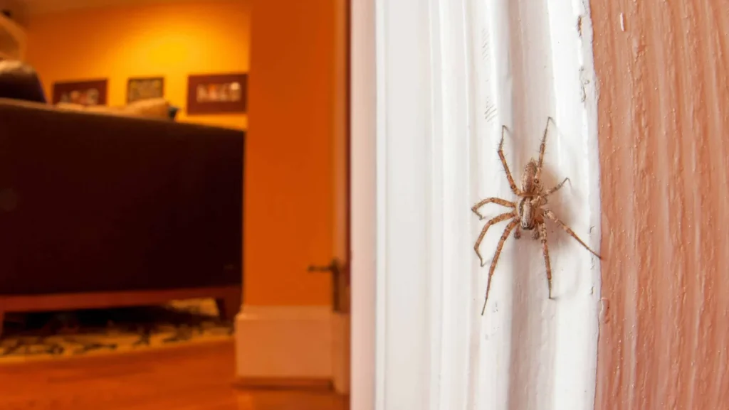 Die Anwesenheit von Spinnen in Ihrem Haus ist von großer Bedeutung: Was bedeutet es tatsächlich 
