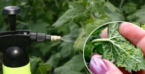 1 litre başına 10 g - Bir dakikada yaprak bitleri ölür: kuş üzümü çiçek açar ve kokmaya başlar ve zararlılar kaybolur.