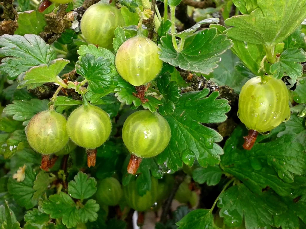 Atmak yerine, bektaşi üzümü altına dökül. Sezonda meyve ile kaplanacak. 