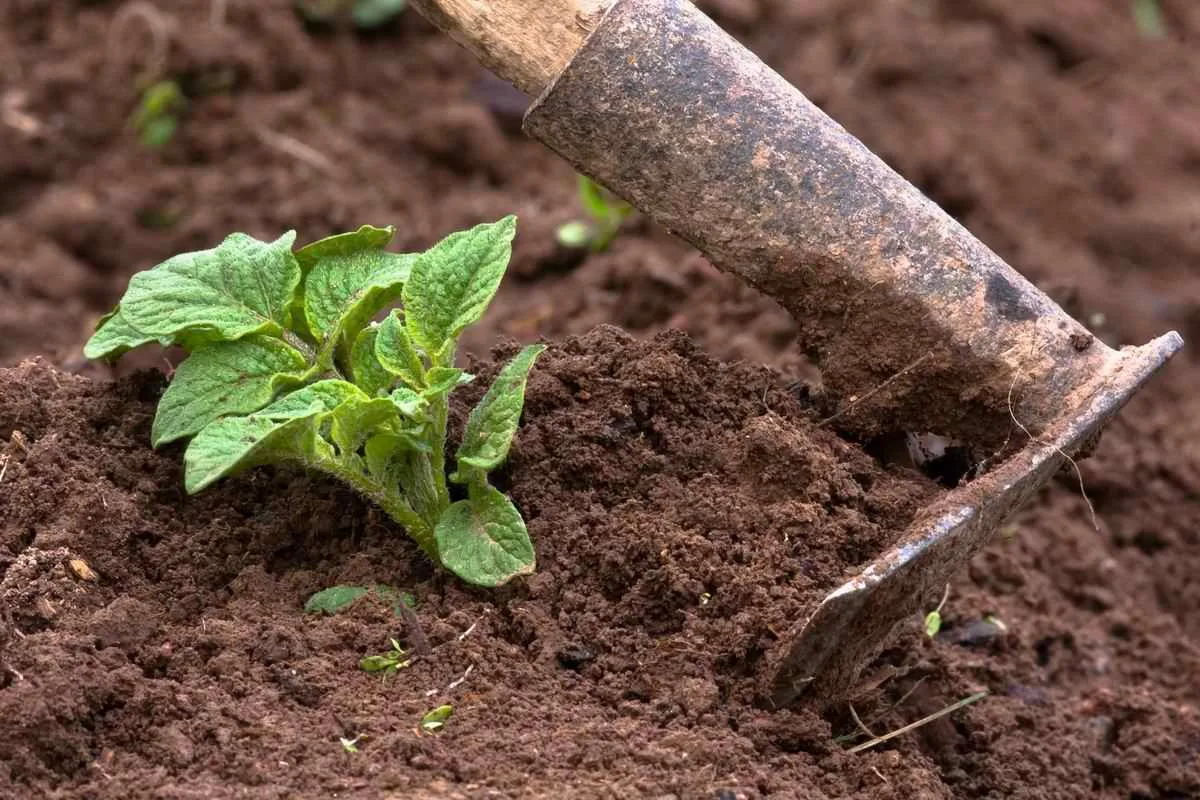 Artık patates toplamıyorum, ama basit bir numara kullanıyorum - her çalıdan 3 kova topluyorum.