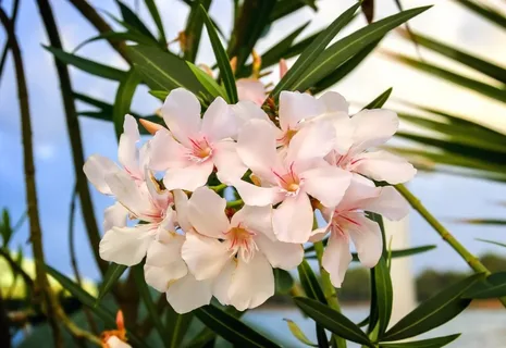 Bu, akıllı bahçıvanların etkileyici çiçeklenme için oleander tabanına ekledikleri doğal bir gübre.