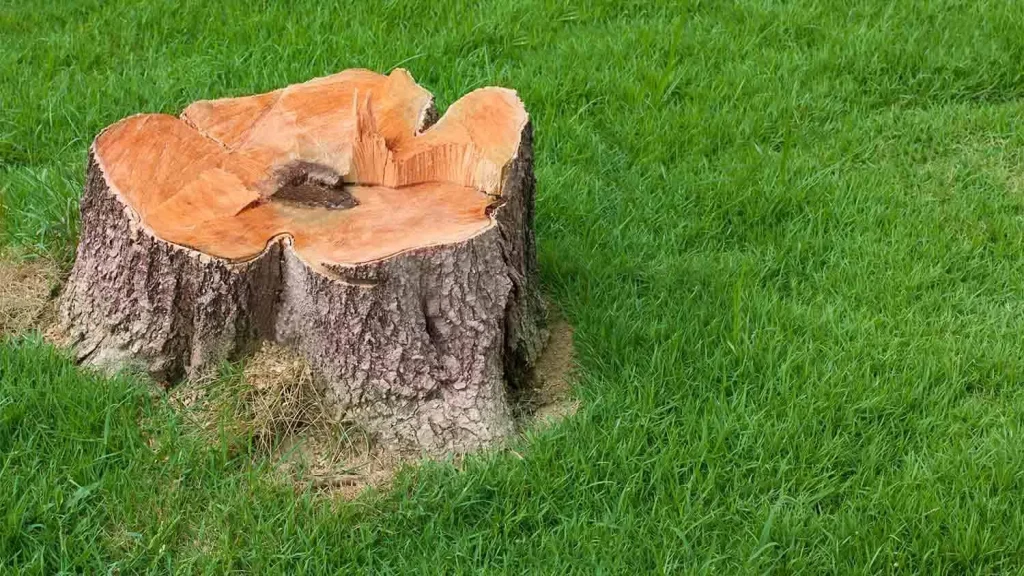 Bu karışımı kesilmiş ağaç köküne dökün ve ekskavatöre ihtiyacınız kalmayacak. Doğal ve ucuz bir yöntem