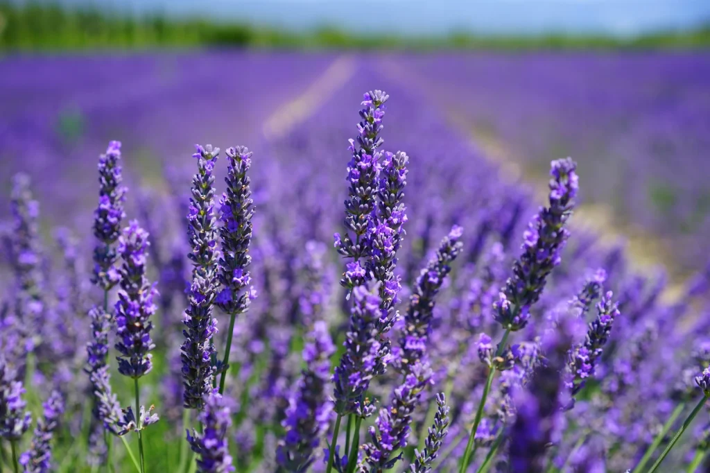 Gießen Sie den Lavendel im Juni. Die Blüte wird bis zum Herbst fortgesetzt. 