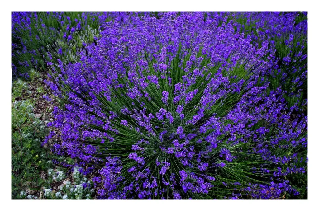 Weder Lemonella noch Lavendel: Die Pflanze, die Sie brauchen, um Mücken aus Ihrer Terrasse zu fahren.