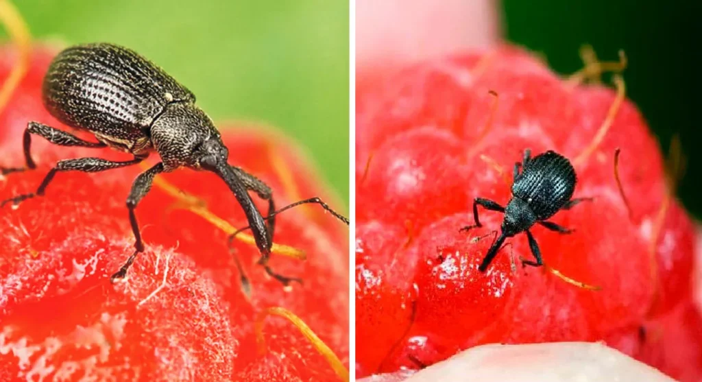 Ich habe Chemikalien vergessen: meine natürliche Art, Erdbeeren aus der Nase zu retten