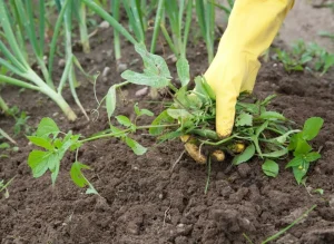 Unkraut trocken auf einmal: Verteilen Sie ein Glas Eimer und gießen Sie abends ein - erkennen Sie Ihren Garten nicht